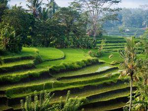Java - Bali