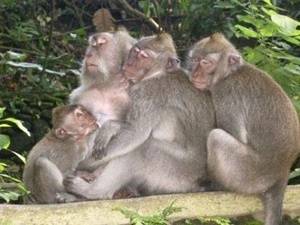 Monkey Forest Tour