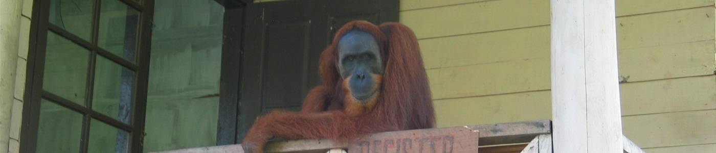5 dagen Orang-Oetangreservaat en