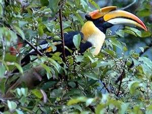 Bali Bird Park en Tanah Lot
