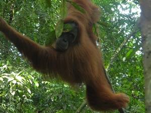Bukit Lawang - Jungle Walk