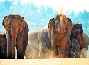 Reisverslag Sri Lanka van familie Kapitein