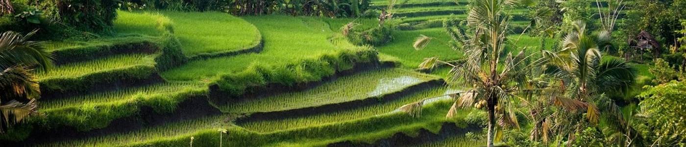 12 daagse individuele rondreis Bali