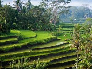 12 daagse reis Bali
