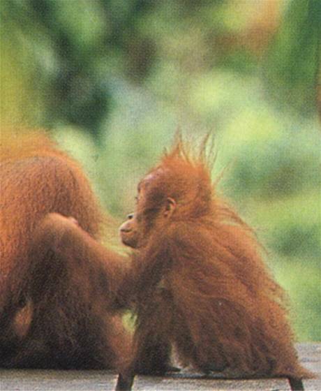 9 dagen Orang-Oetanreservaat en Tobameer