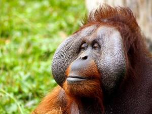 16 dagen Borneo