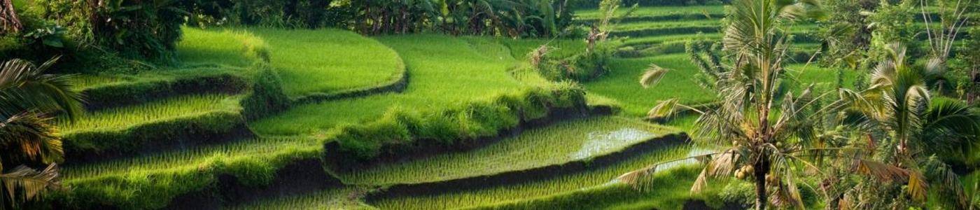 Volledig Verzorgde Reizen naar Bali