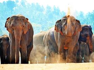 Sri Lanka groepsreis