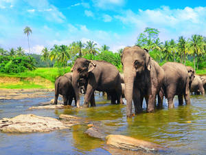 Reis naar Sri Lanka