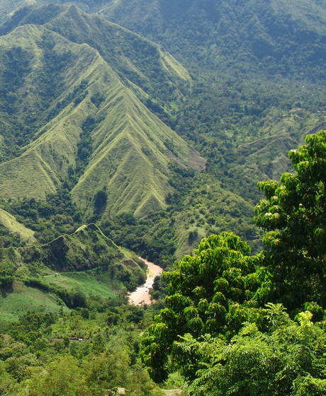 sulawesie