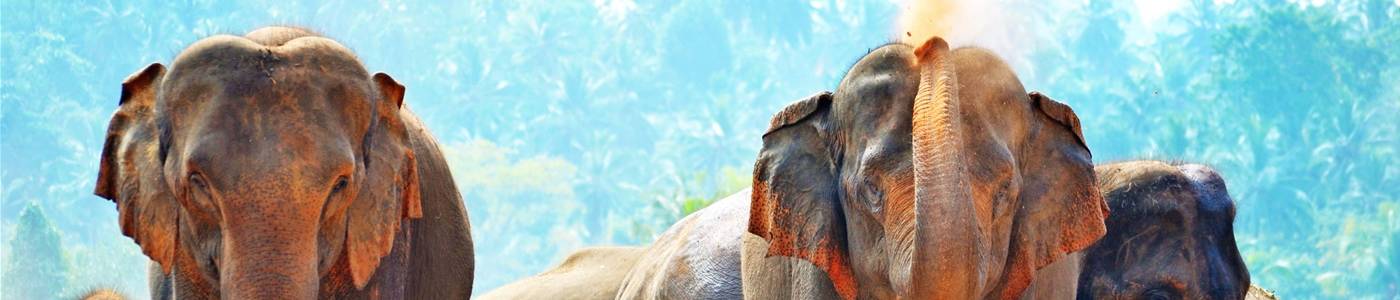 elephants-266124