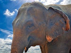 Waarom reizen naar Sri Lanka?