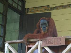 1 tot 5 daagse reis Indonesië